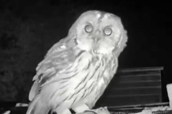 命を助けてくれた男性のもとへ、毎晩フクロウが訪ねてくる【動画】