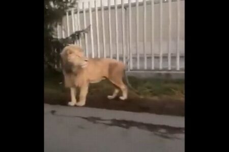 メキシコの閑静な住宅街に本物のライオンが出現、撮影者も驚愕【動画】