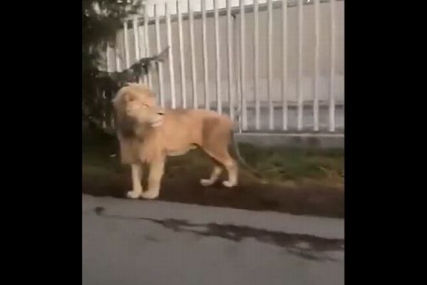 メキシコの閑静な住宅街に本物のライオンが出現、撮影者も驚愕【動画】