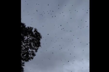 空から大量の蜘蛛が降る映像が異様【ブラジル】