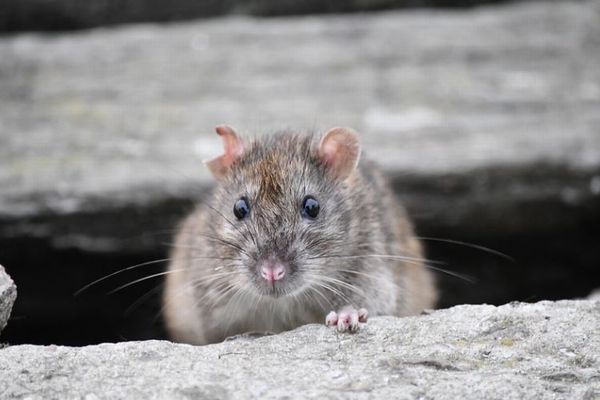 温暖化により世界の都市部でネズミの報告が急増、東京は逆に減少傾向