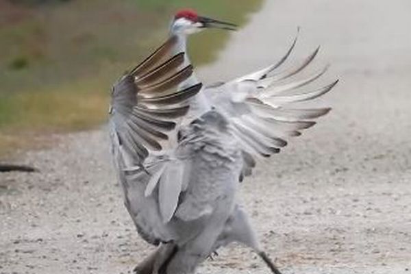 ツルが着地に失敗？ちょっとカッコ悪い瞬間を撮影【動画】