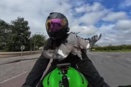 走行中のバイクにハト、運転手に衝突してしまう【動画】