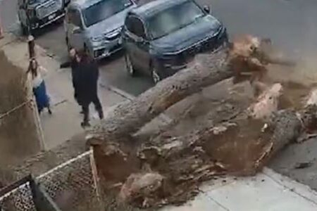 突然、歩道の脇にある巨木が倒れ、3人が危うく下敷きに【動画】