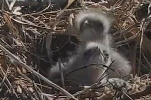 ハクトウワシの可愛い赤ちゃんが誕生、ライブカメラ映像が話題に