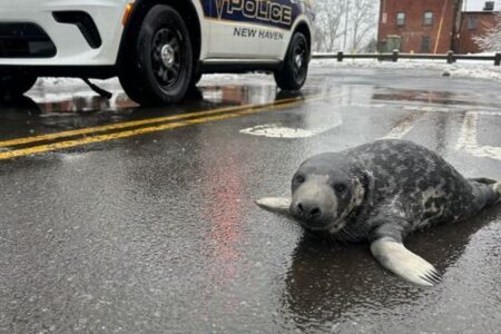 なぜこんな場所に？街の真ん中でアザラシの赤ちゃんを発見【動画】