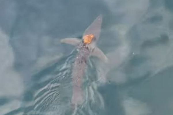 サメの背中にタコ、ヒッチハイクしている姿が目撃される【動画】