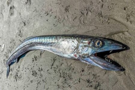 オレゴン州の海岸で、大きな口をした深海魚が打ち上がる
