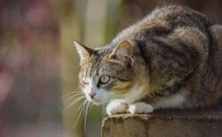 アメリカで最も古い飼い猫か？フロリダ沖の難破船内で亡骸を発見