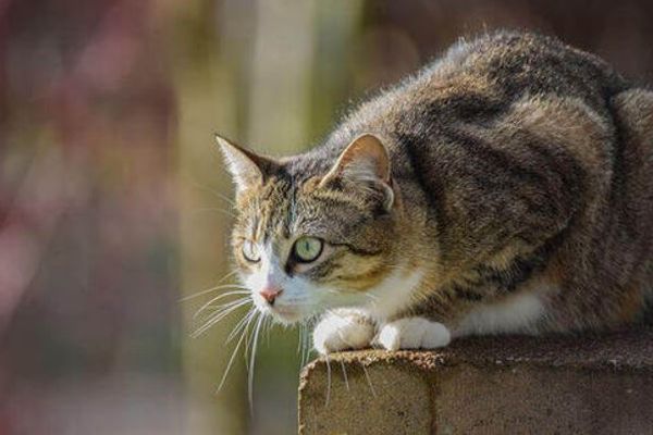 アメリカで最も古い飼い猫か？フロリダ沖の難破船内で亡骸を発見
