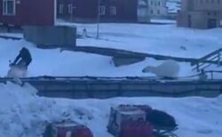 男性がホッキョクグマに襲われそうになり、間一髪で逃げ切る【動画】