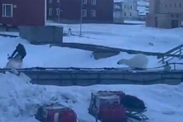 男性がホッキョクグマに襲われそうになり、間一髪で逃げ切る【動画】