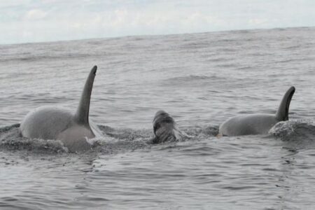 なぜ？シャチがゴンドウクジラの子供と一緒に泳ぐ姿を目撃