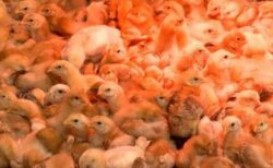 トラック内に放置されていた数千羽のヒナ鳥、保護され新しい飼い主の元へ