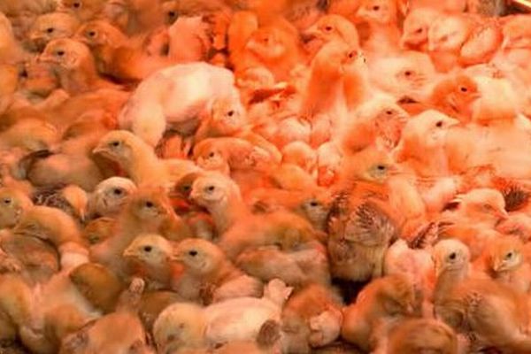 トラック内に放置されていた数千羽のヒナ鳥、保護され新しい飼い主の元へ