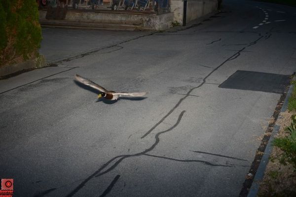 車のスピード違反を取り締まるカメラ、意外な常習犯を撮影