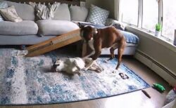 ボクサー犬が、発作を起こした仲間の命を救う【動画】