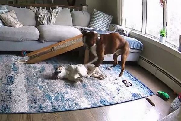 ボクサー犬が、発作を起こした仲間の命を救う【動画】