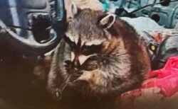 車内で薬物のパイプを持ったアライグマを発見、警察官もびっくり