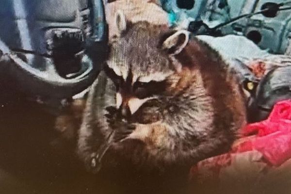 車内で薬物のパイプを持ったアライグマを発見、警察官もびっくり