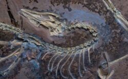 始祖鳥がなぜ飛べるようになったのか？科学者がその特徴を発見