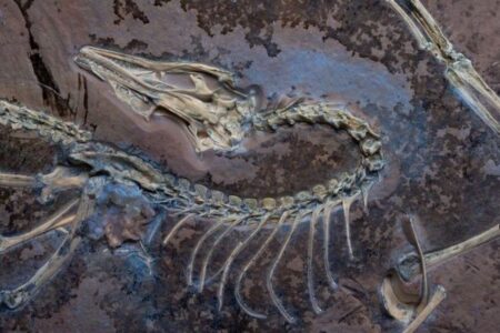 始祖鳥がなぜ飛べるようになったのか？科学者がその特徴を発見