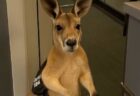 可愛いカンガルーの動画、AIで生成されたと知りユーザーらがショック