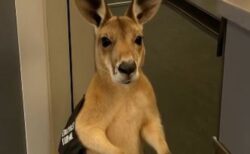 可愛いカンガルーの動画、AIで生成されたと知りユーザーらがショック