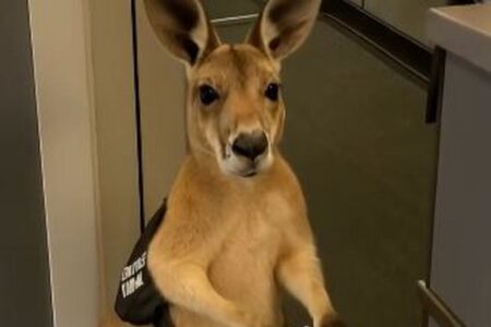 可愛いカンガルーの動画、AIで生成されたと知りユーザーらがショック