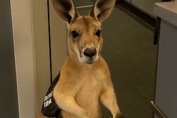 可愛いカンガルーの動画、AIで生成されたと知りユーザーらがショック