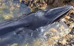 ミンククジラの子供が海岸に漂着、人々が協力して救助【動画】