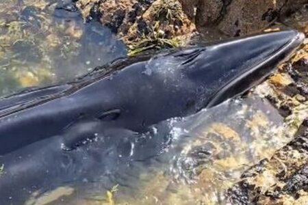 ミンククジラの子供が海岸に漂着、人々が協力して救助【動画】