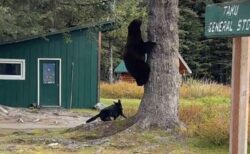 アラスカで勇敢な犬がクマに襲い掛かり、木の上に追いやる【動画】