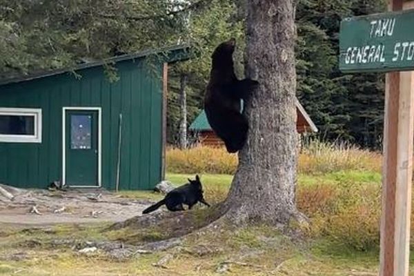 アラスカで勇敢な犬がクマに襲い掛かり、木の上に追いやる【動画】