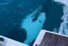 英のおばあちゃんたち、原油流出事故に備えペンギンに編み物を送る
