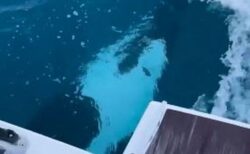 スペイン沖でシャチがヨットを襲撃、船体に何度も体当たりをする【動画】