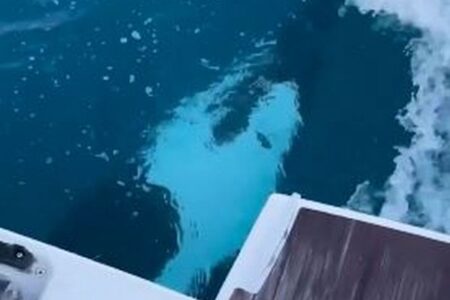 スペイン沖でシャチがヨットを襲撃、船体に何度も体当たりをする【動画】
