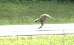 飼われていたカンガルーが脱走、高速道路が封鎖される【動画】