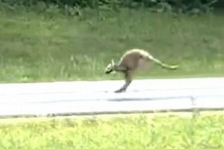 飼われていたカンガルーが脱走、高速道路が封鎖される【動画】