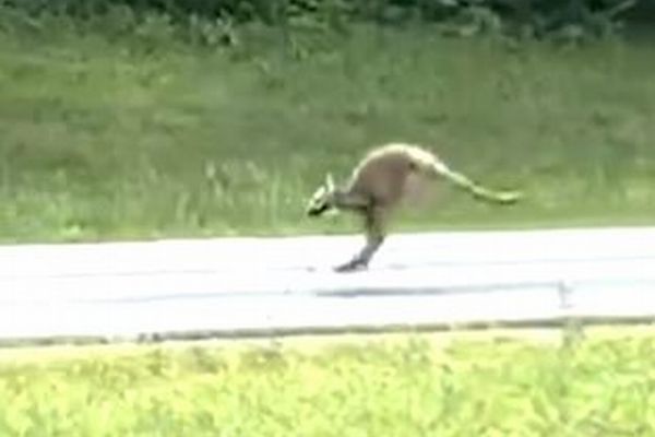 飼われていたカンガルーが脱走、高速道路が封鎖される【動画】