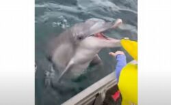 海の中から人懐っこいイルカが現れ、ボートにいた少年と触れ合う【動画】