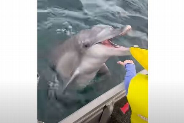海の中から人懐っこいイルカが現れ、ボートにいた少年と触れ合う【動画】