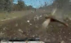 オーストラリアでバッタが大量発生、車に衝突する様子が恐ろしい【動画】