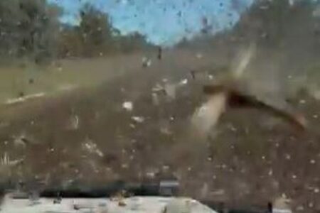オーストラリアでバッタが大量発生、車に衝突する様子が恐ろしい【動画】