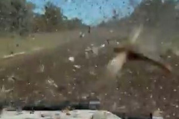 オーストラリアでバッタが大量発生、車に衝突する様子が恐ろしい【動画】