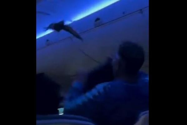 デルタ航空の機内に2羽のハト、混乱して出発が遅れる【動画】