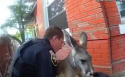 米・コロラド州でカンガルーが逃走、警察官が保護するも、今回で2度目