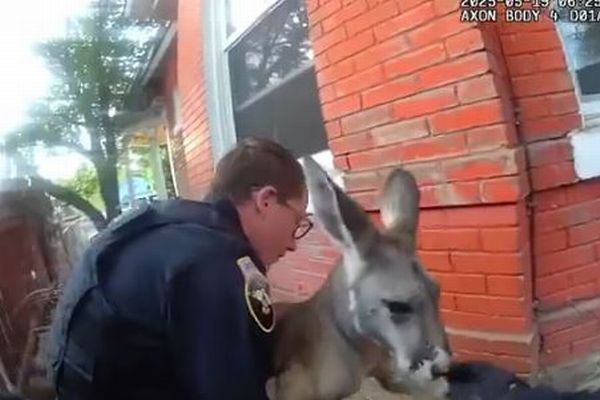 米・コロラド州でカンガルーが逃走、警察官が保護するも、今回で2度目