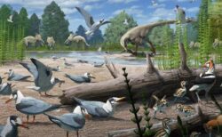 北極圏で7300万年前の鳥類の化石を発見、恐竜時代に営巣していた可能性