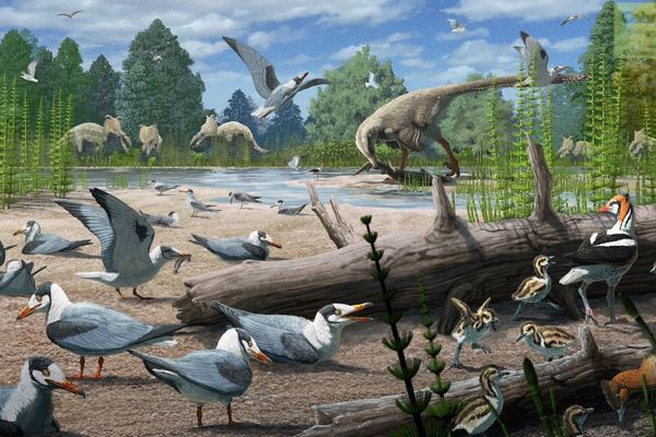 北極圏で7300万年前の鳥類の化石を発見、恐竜時代に営巣していた可能性
